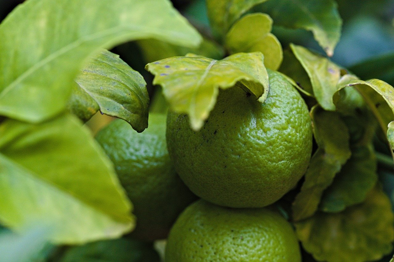 Best Plants for a Low-Water Backyard